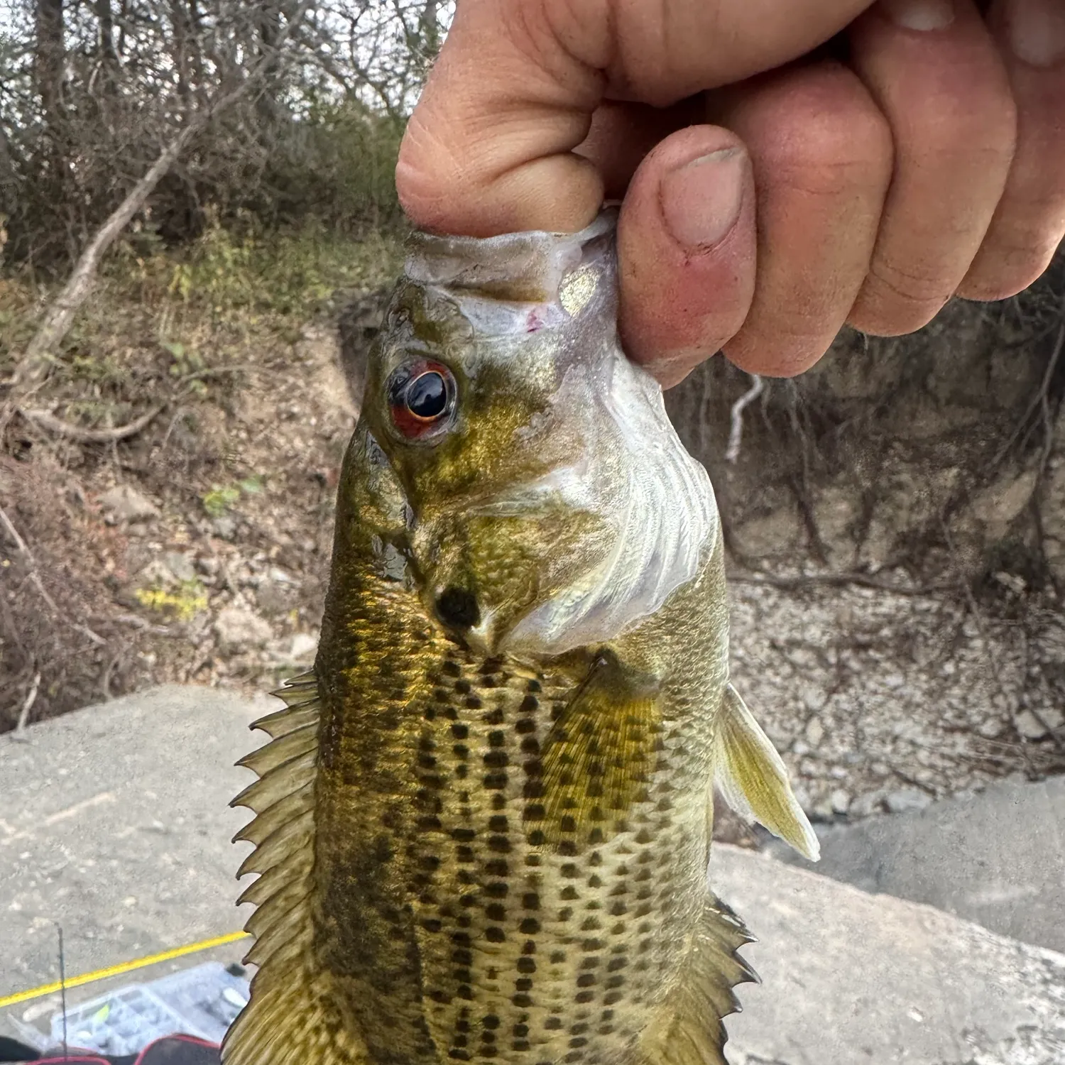 Rock bass caught on Fishbrain