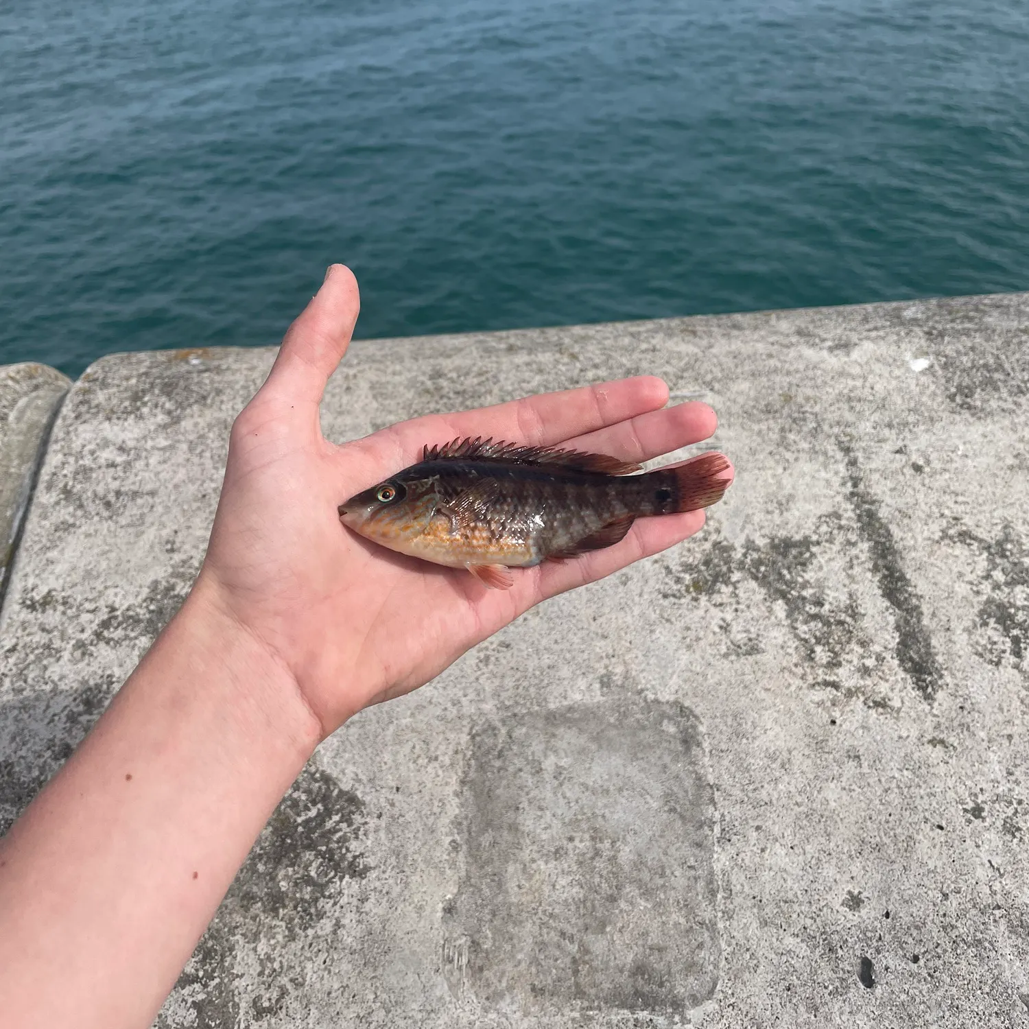 The most recent Corkwing wrasse catches on Fishbrain