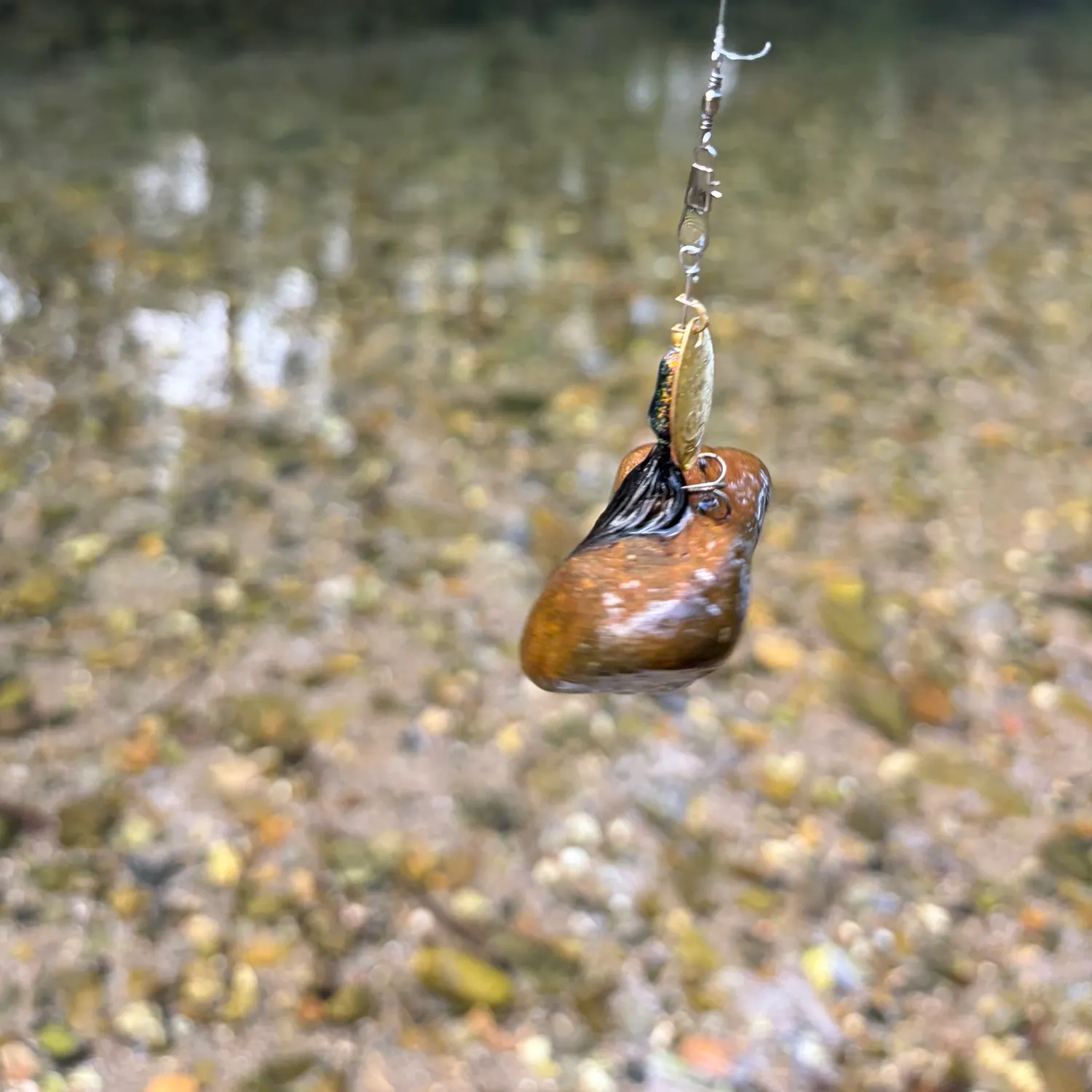 Fish caught on Fishbrain