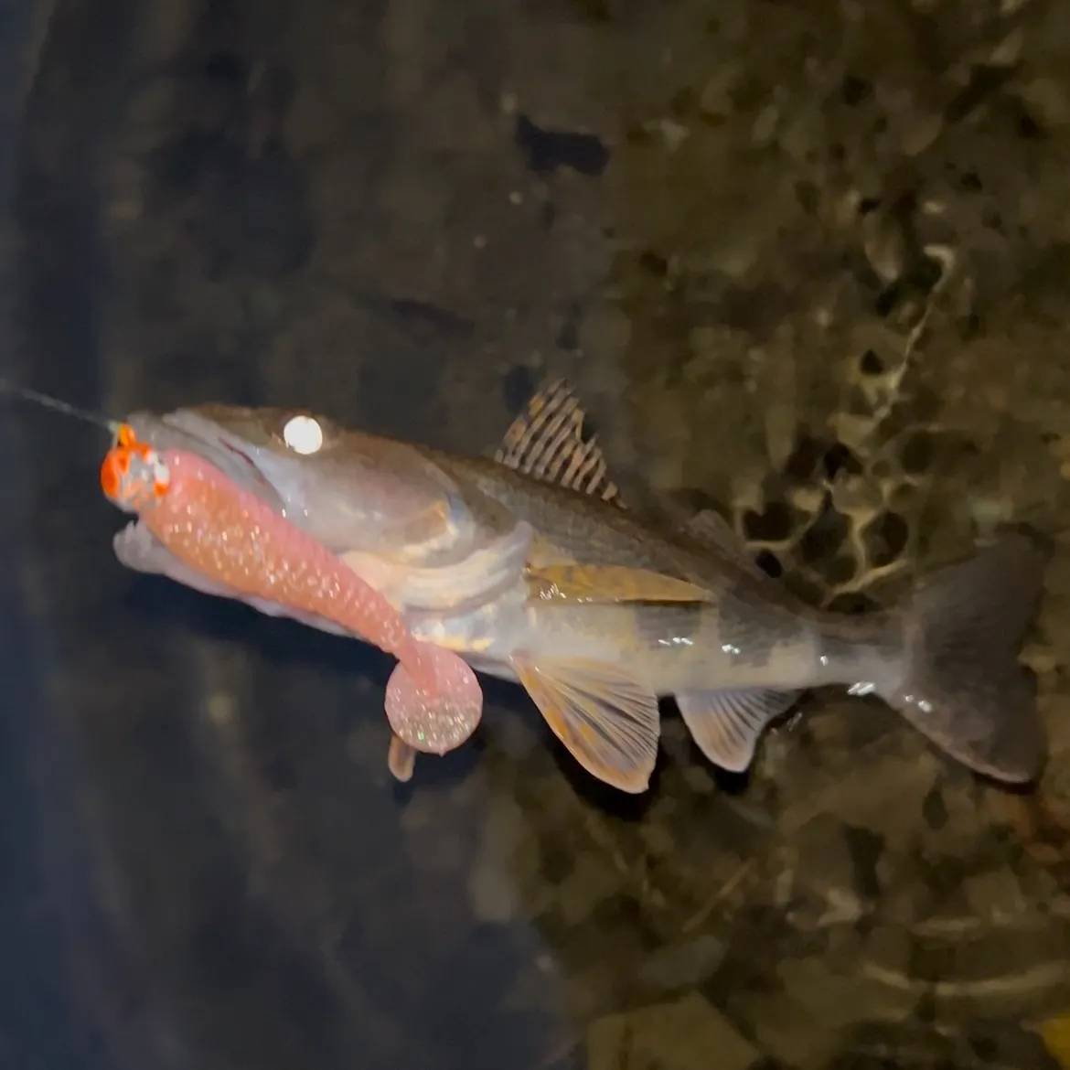 Sauger caught on Fishbrain