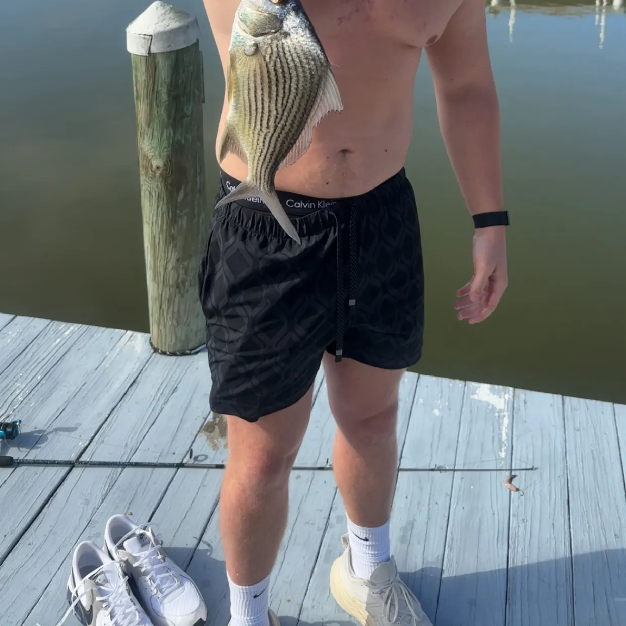 The most recent Striped mojarra catches on Fishbrain