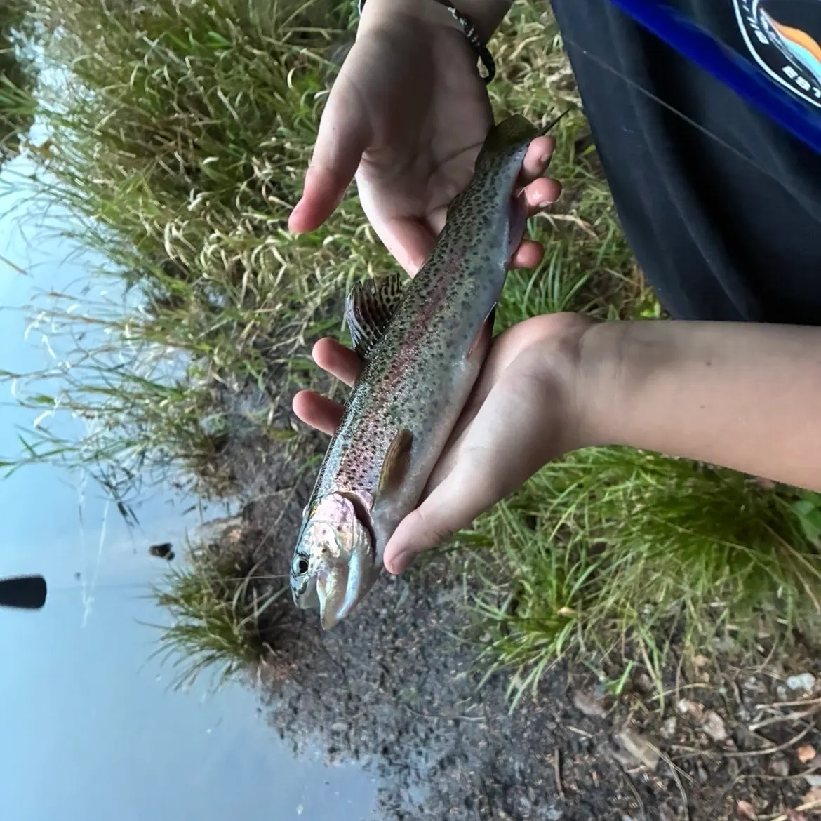 Rainbow trout caught on Fishbrain