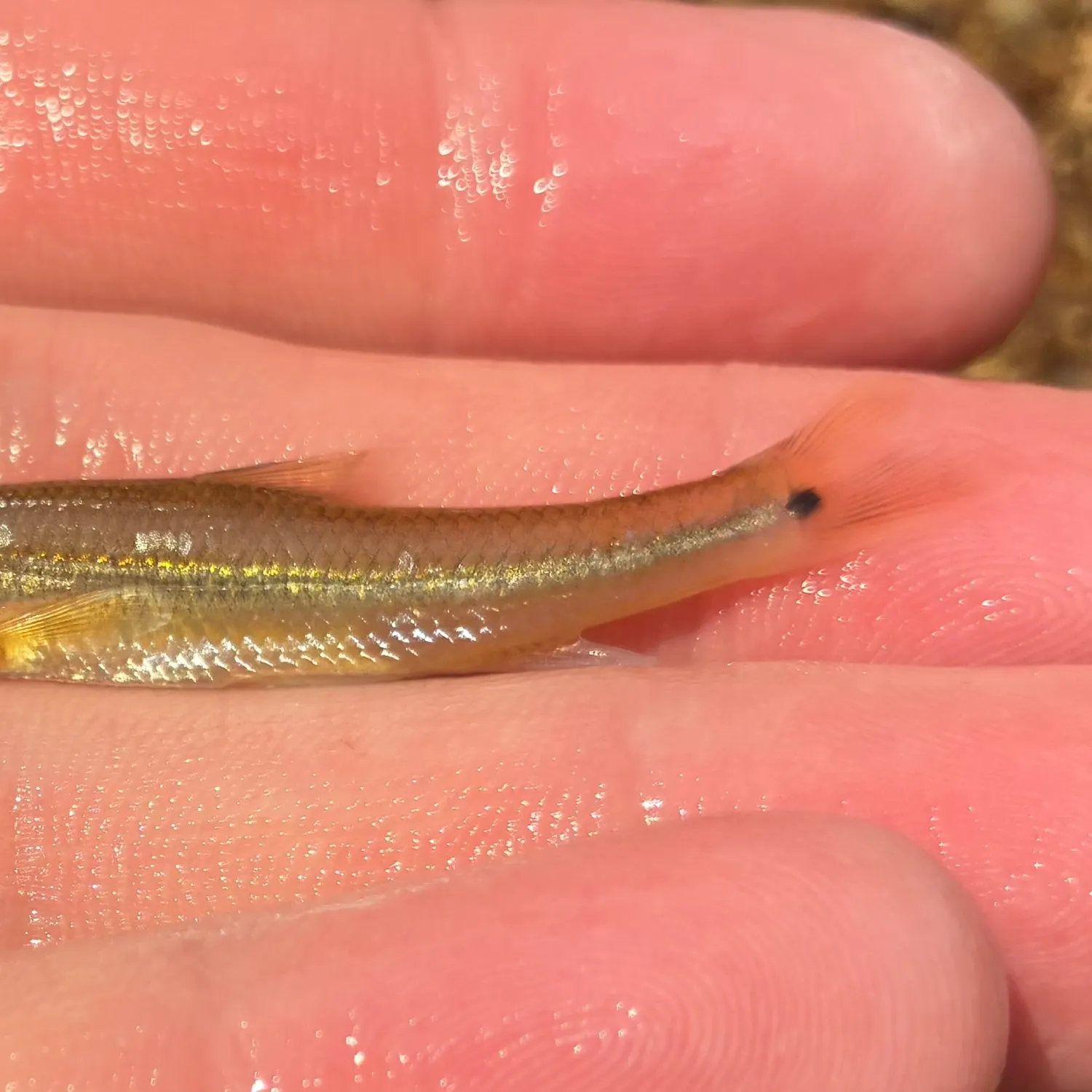 The most recent Suckermouth minnow catches on Fishbrain