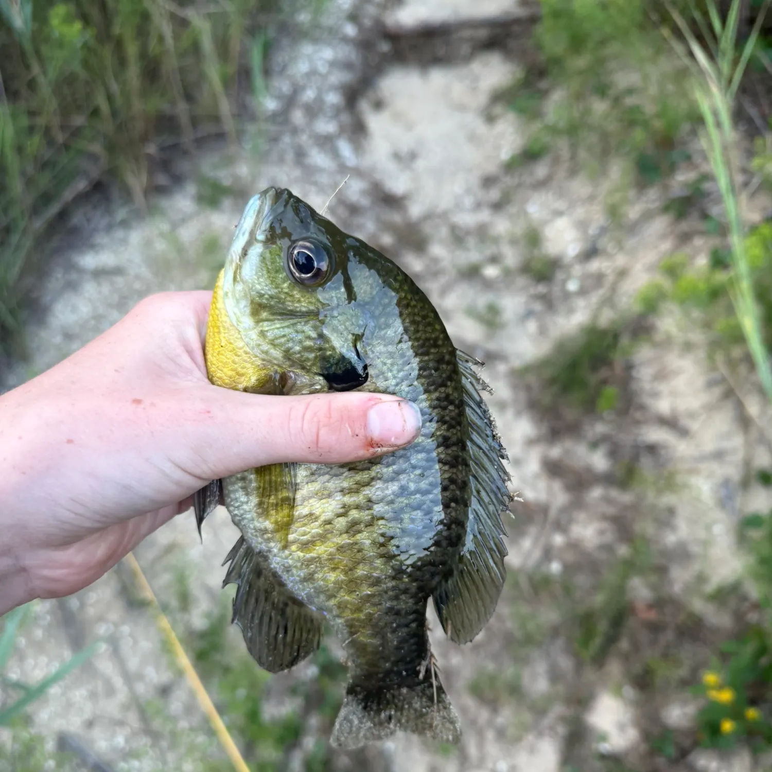 Bluegill caught on Fishbrain