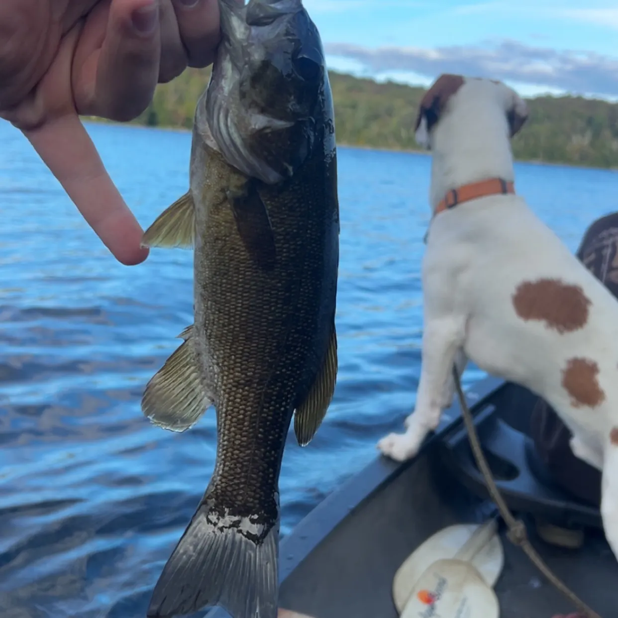 Smallmouth bass caught on Fishbrain