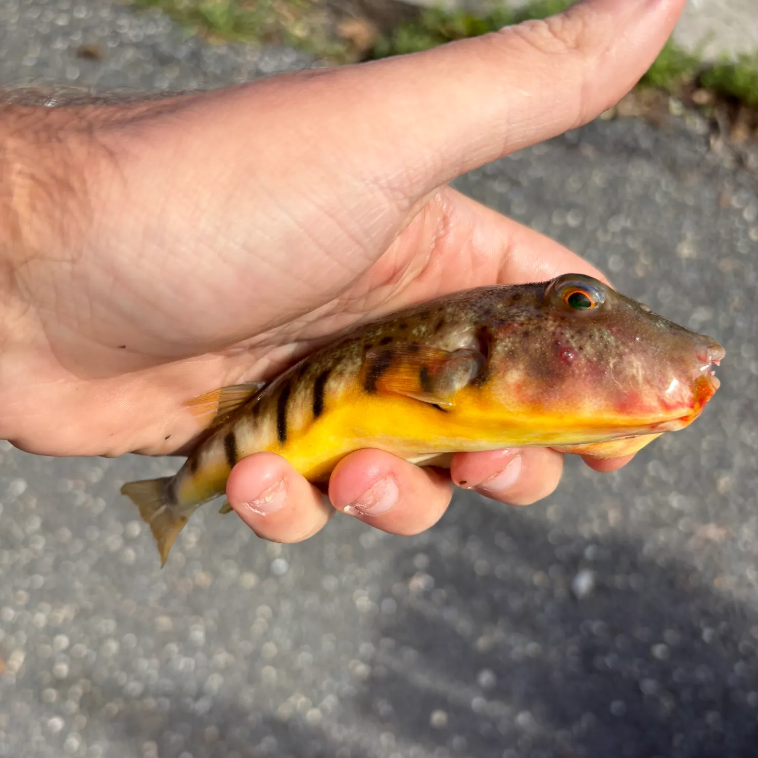 Northern puffer caught on Fishbrain