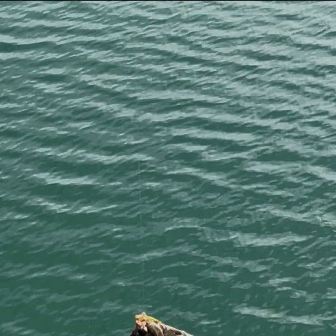 The most recent Diamond turbot catches on Fishbrain
