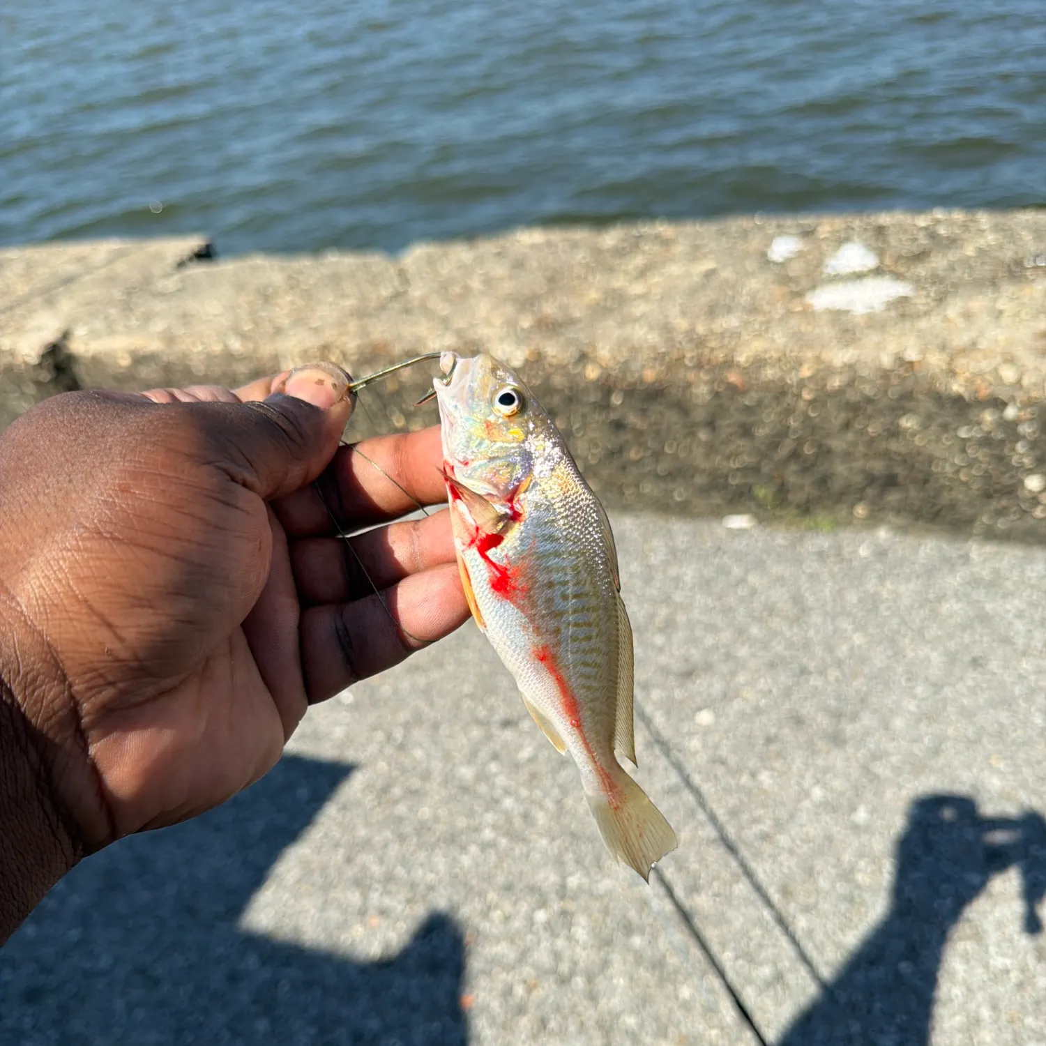 Atlantic croaker caught on Fishbrain