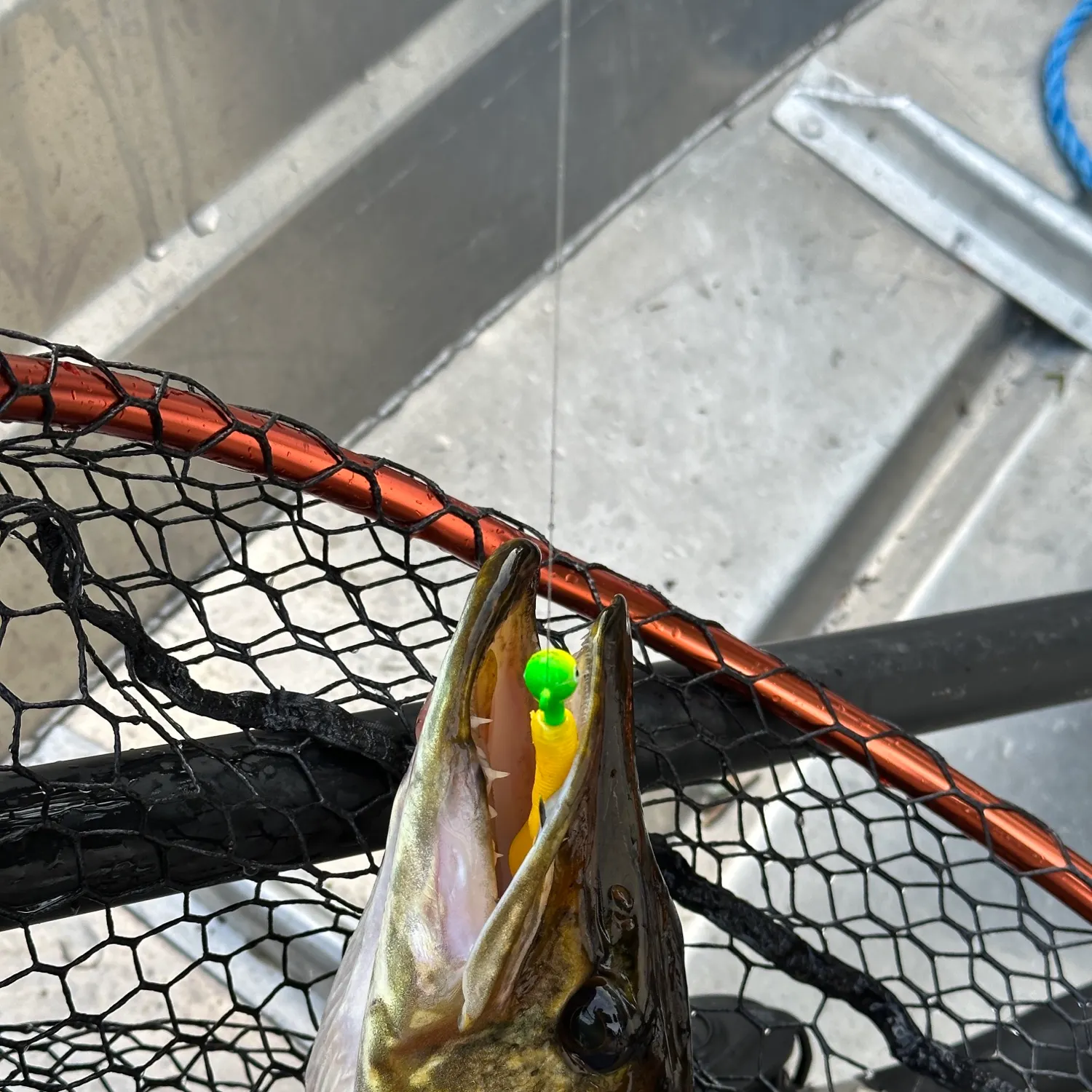 Northern pike caught on Fishbrain