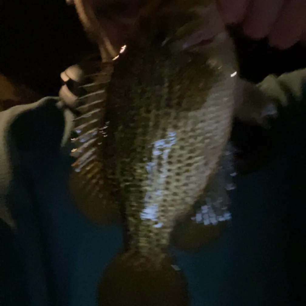 Rock bass caught on Fishbrain