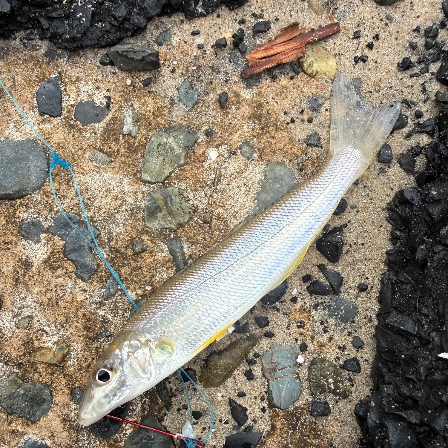 The most recent Sand sillago catches on Fishbrain