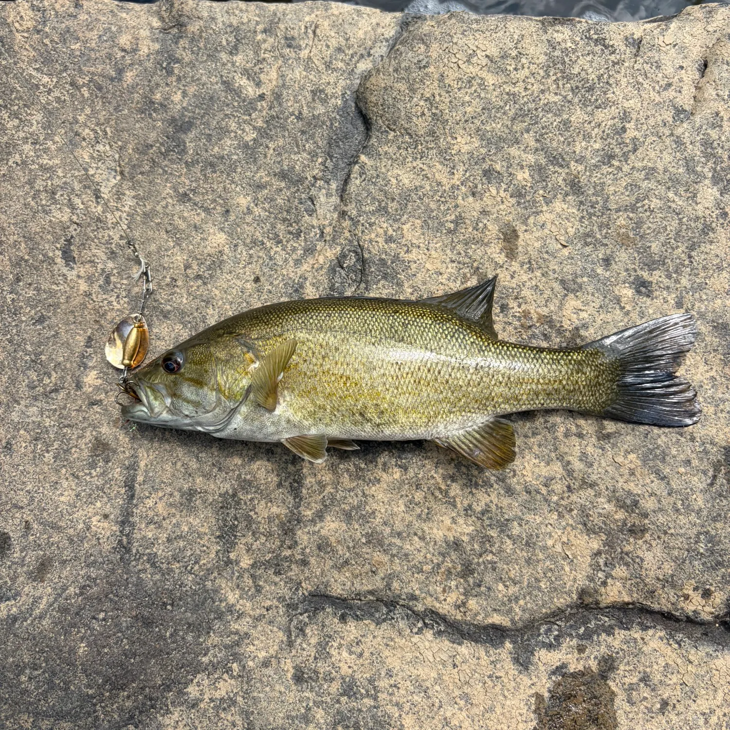 Smallmouth bass caught on Fishbrain