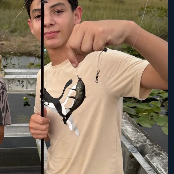 The most recent Brown Hoplo catches on Fishbrain