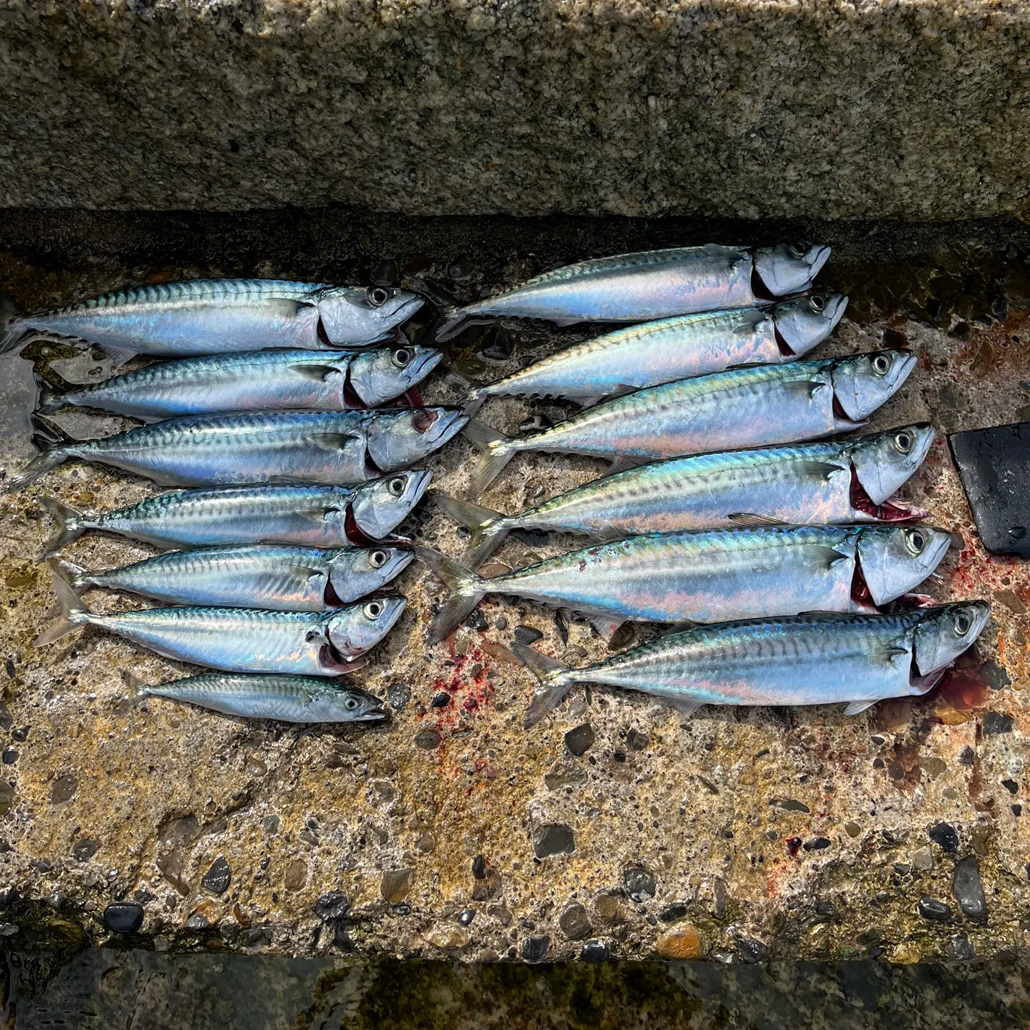 Atlantic mackerel caught on Fishbrain