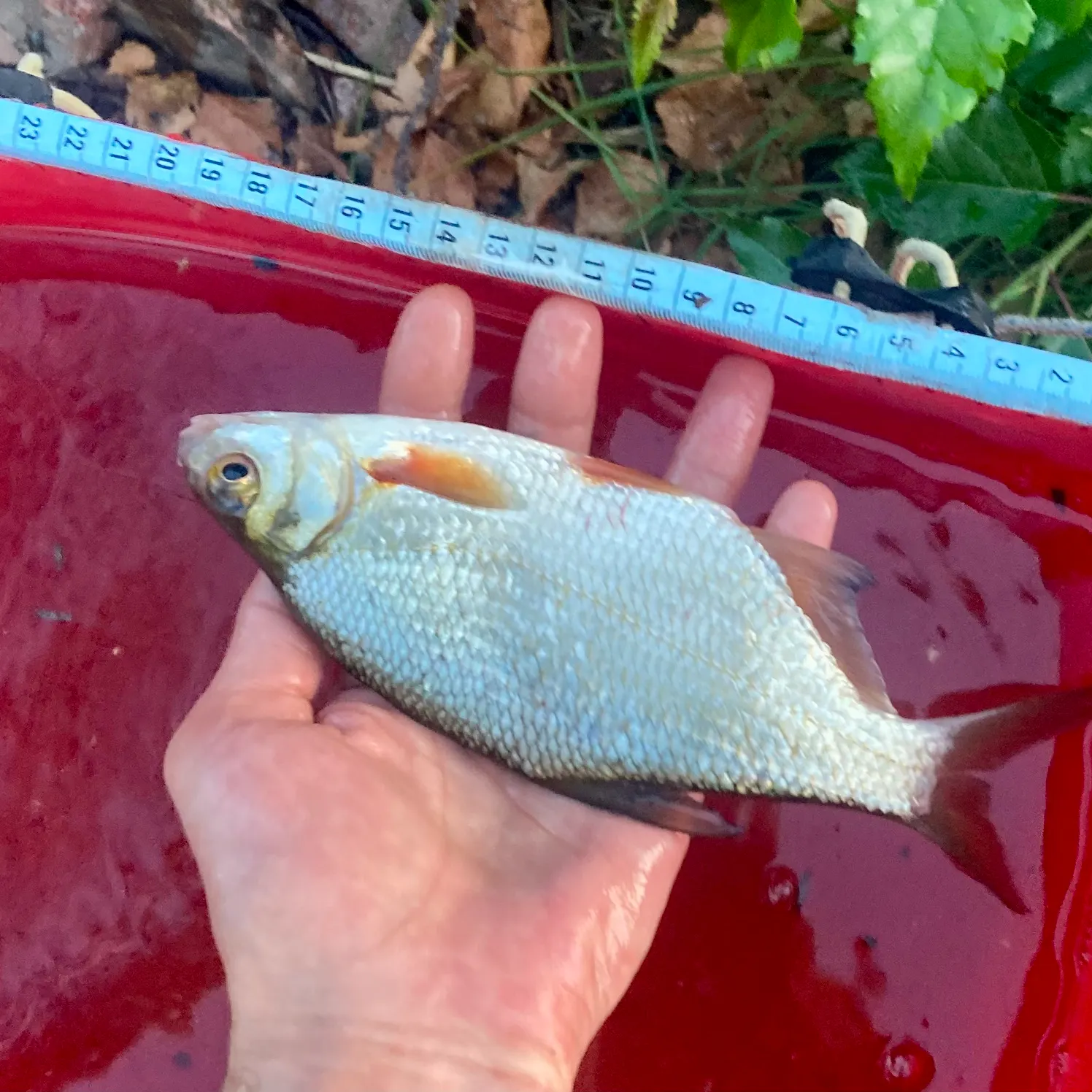 The most recent White bream catches on Fishbrain