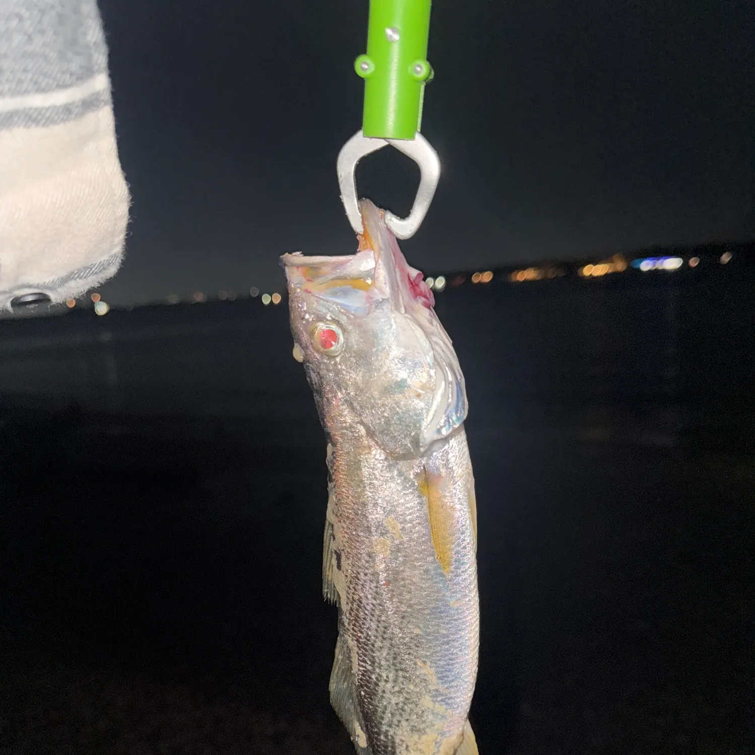 The most recent Sand seatrout catches on Fishbrain