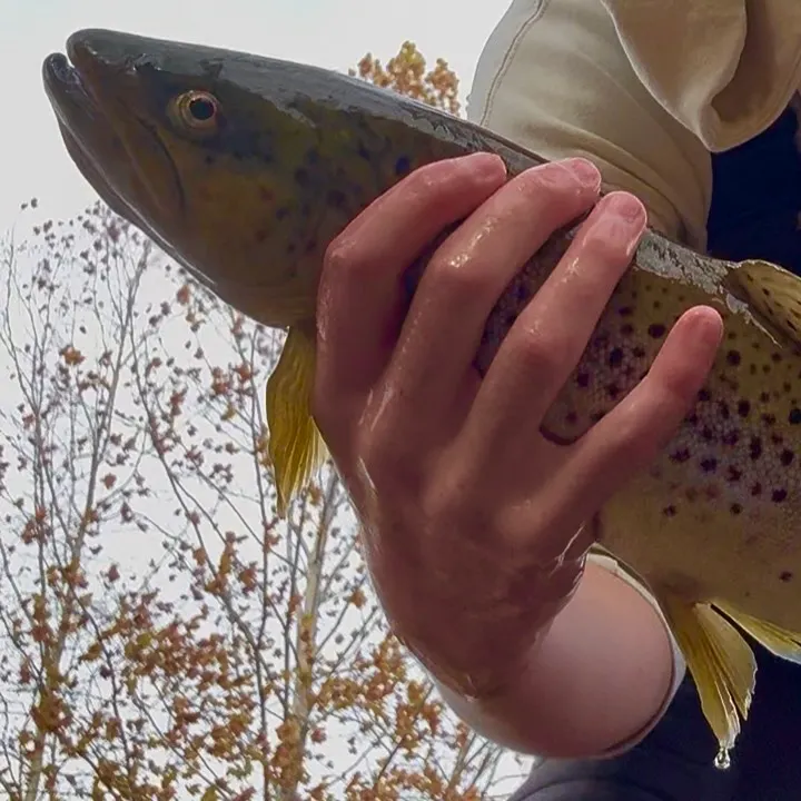 Brown trout caught on Fishbrain