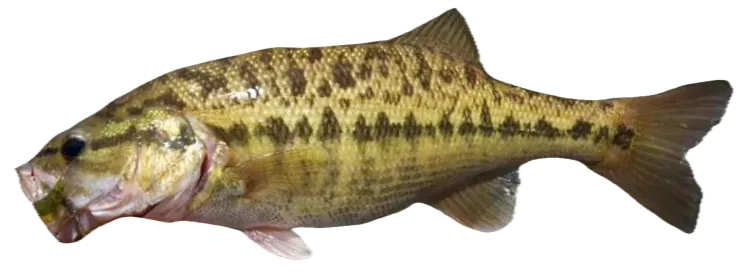 Meanmouth bass