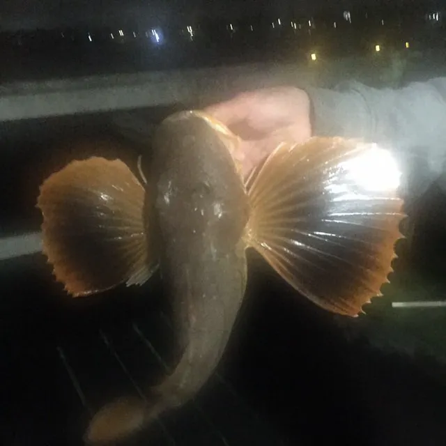 The most recent Striped searobin catches on Fishbrain