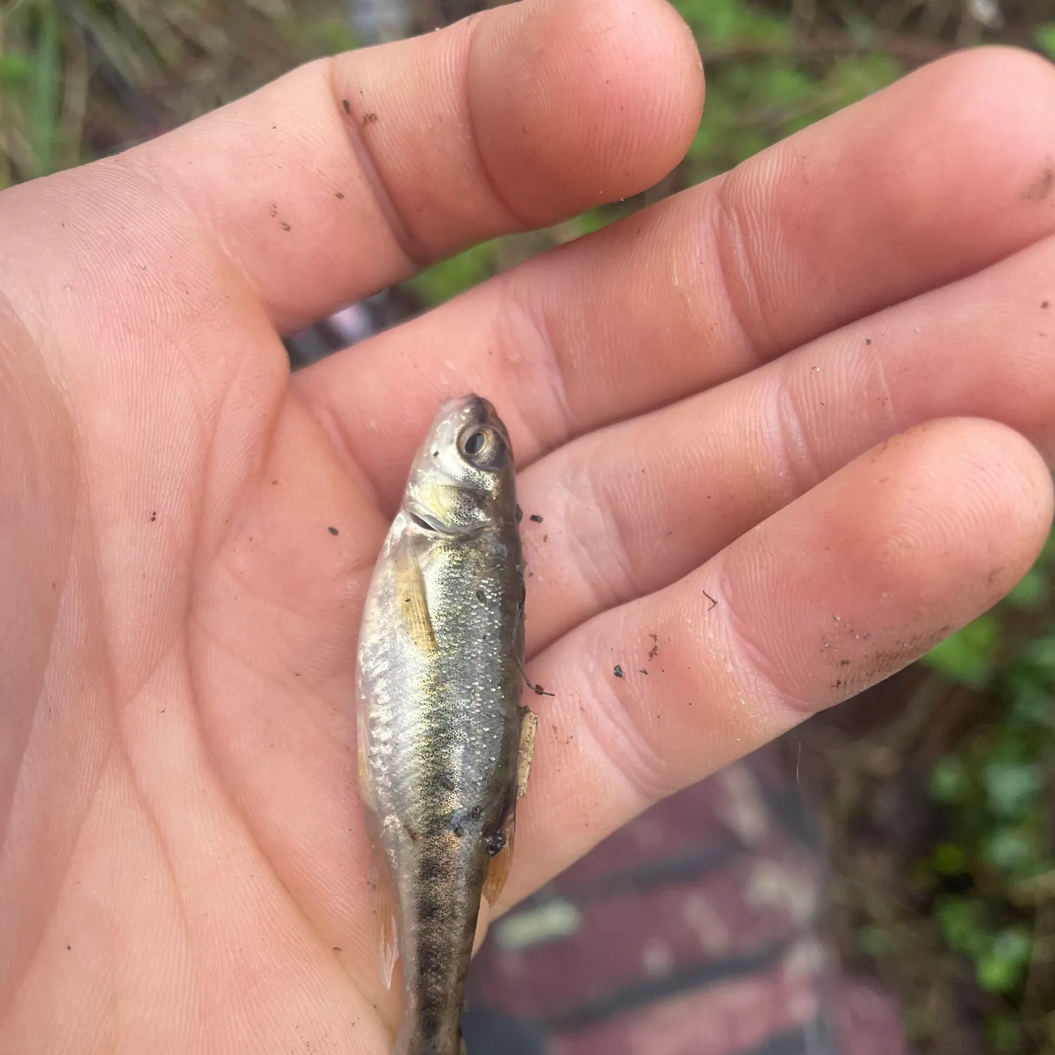 The most recent Eurasian minnow catches on Fishbrain