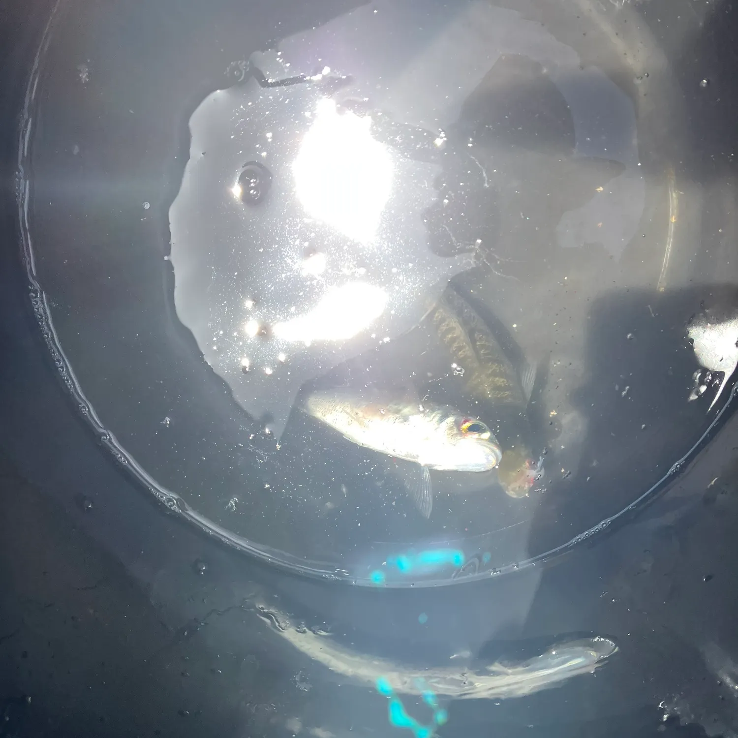 The most recent Atlantic herring catches on Fishbrain