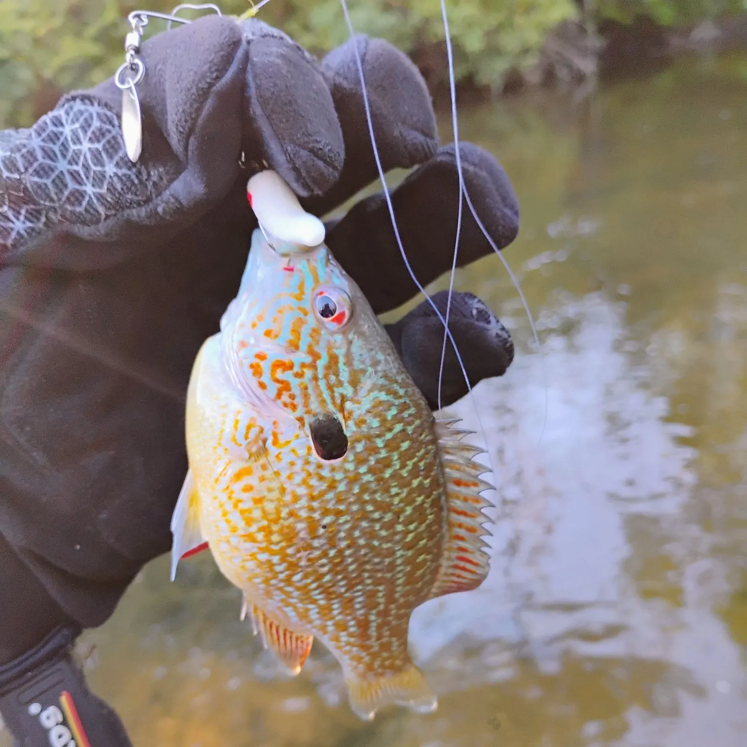The most recent Longear sunfish catches on Fishbrain