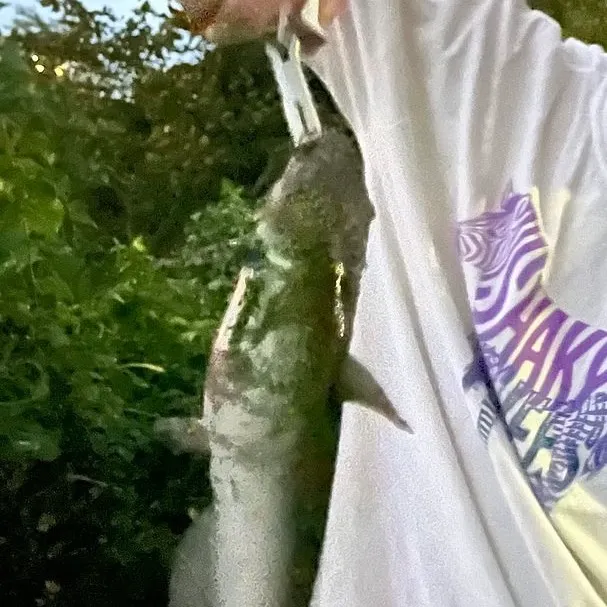 Channel catfish caught on Fishbrain