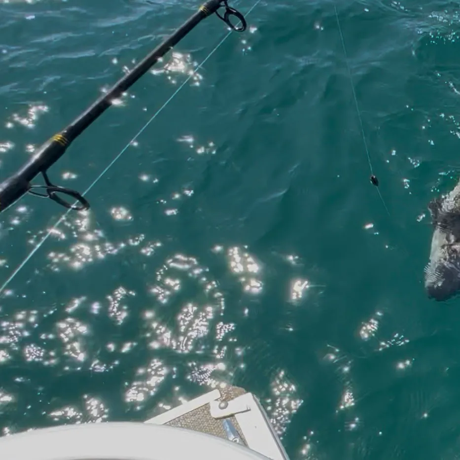 The most recent Giant sea bass catches on Fishbrain