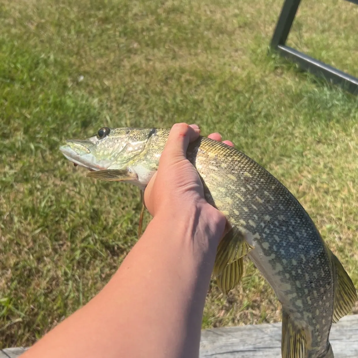 Northern pike caught on Fishbrain