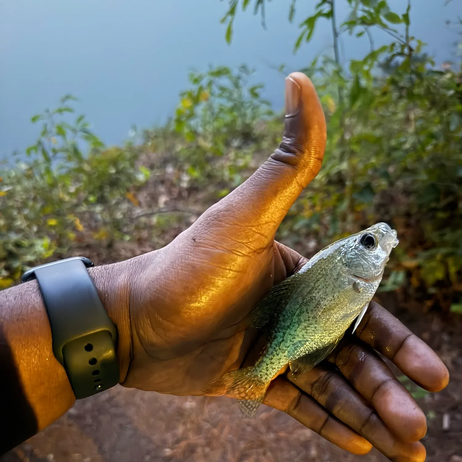 Black crappie caught on Fishbrain