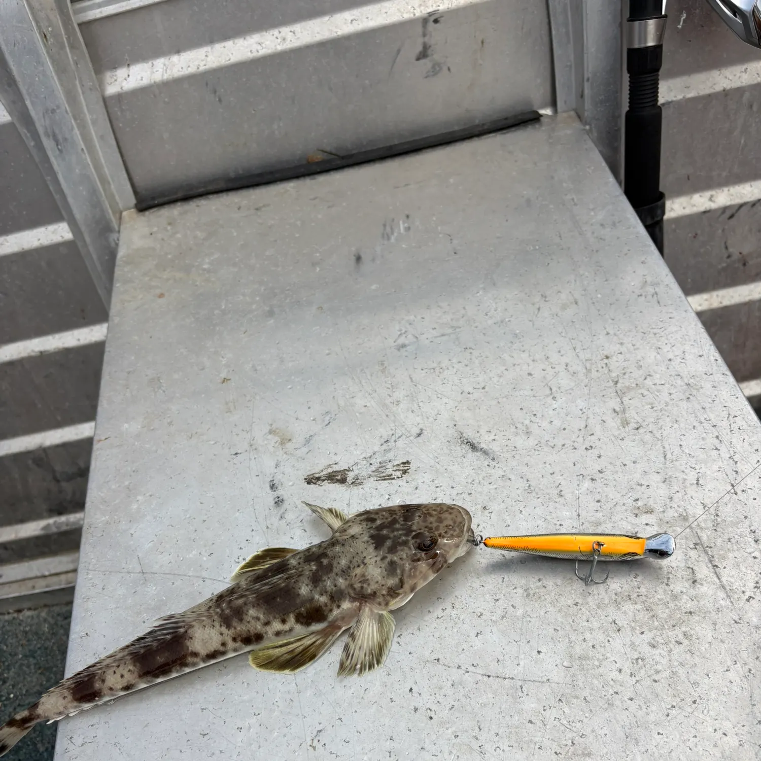Dusky flathead caught on Fishbrain