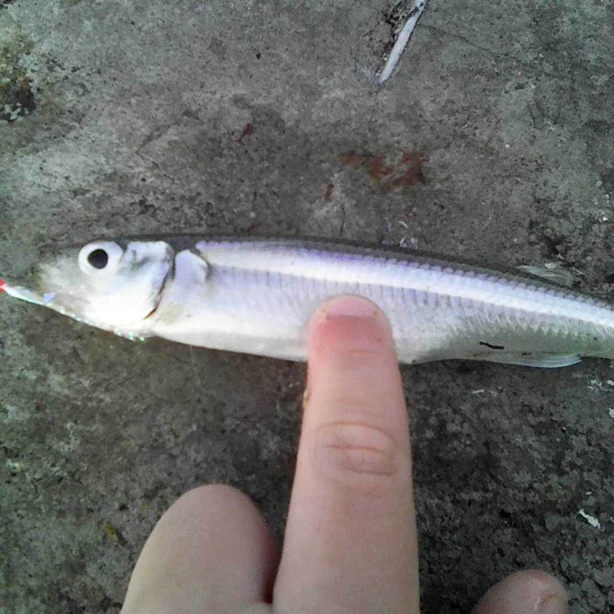 The most recent Sand smelt catches on Fishbrain