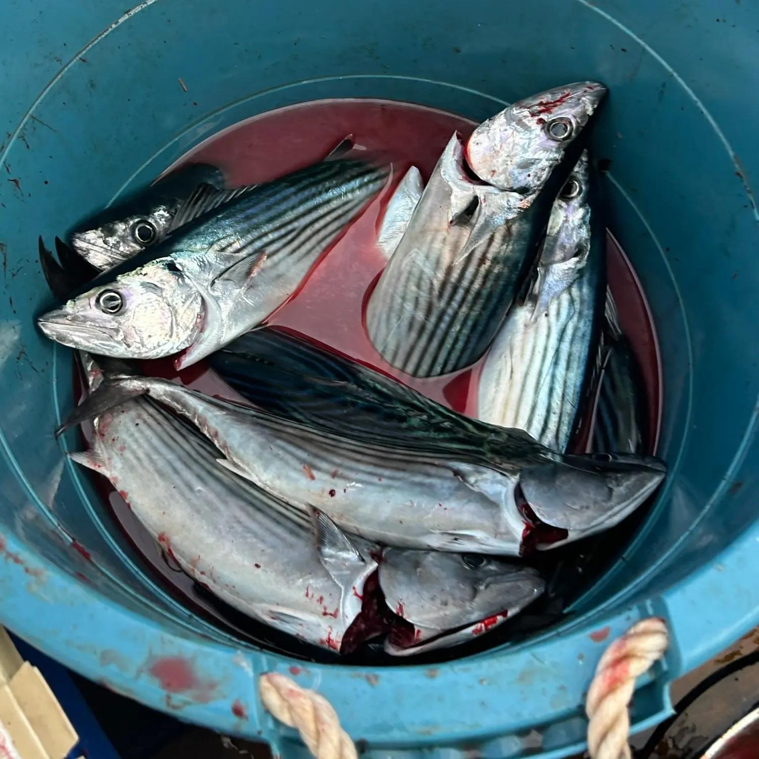 The most recent Australian bonito catches on Fishbrain