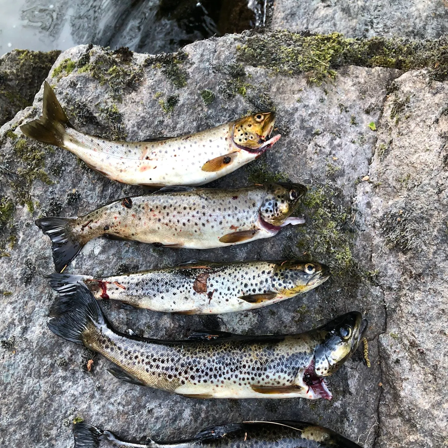 recently logged catches