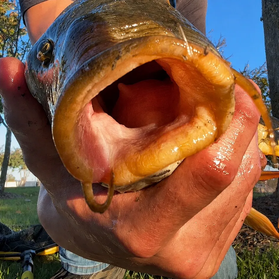 Mirror carp caught on Fishbrain