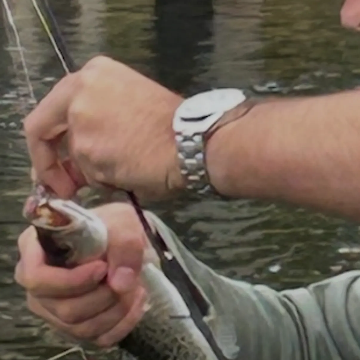Spotted seatrout caught on Fishbrain