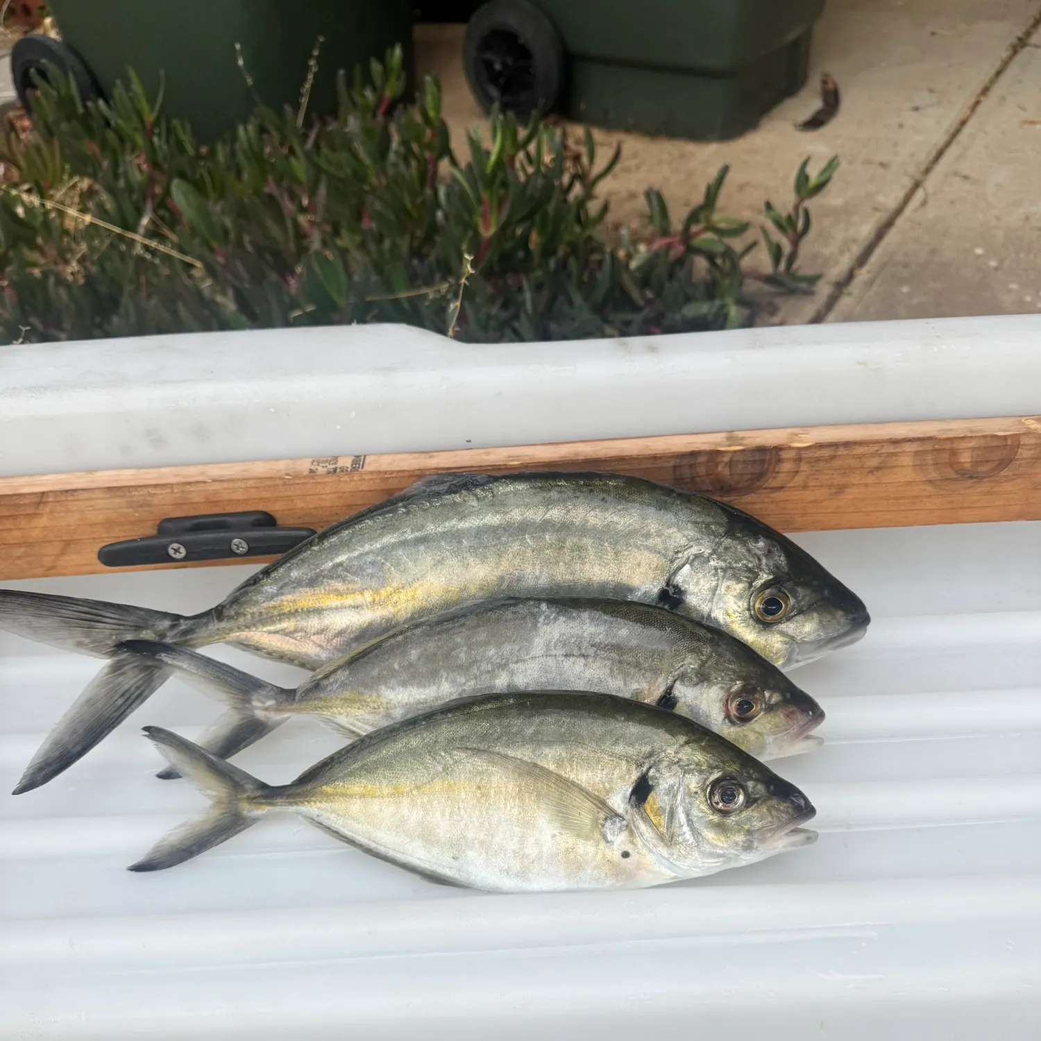 The most recent White trevally catches on Fishbrain