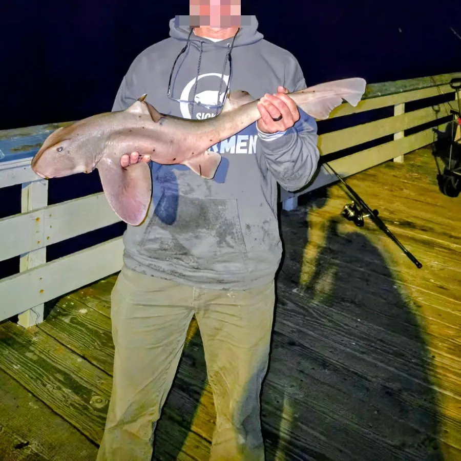 The most recent Horn shark catches on Fishbrain