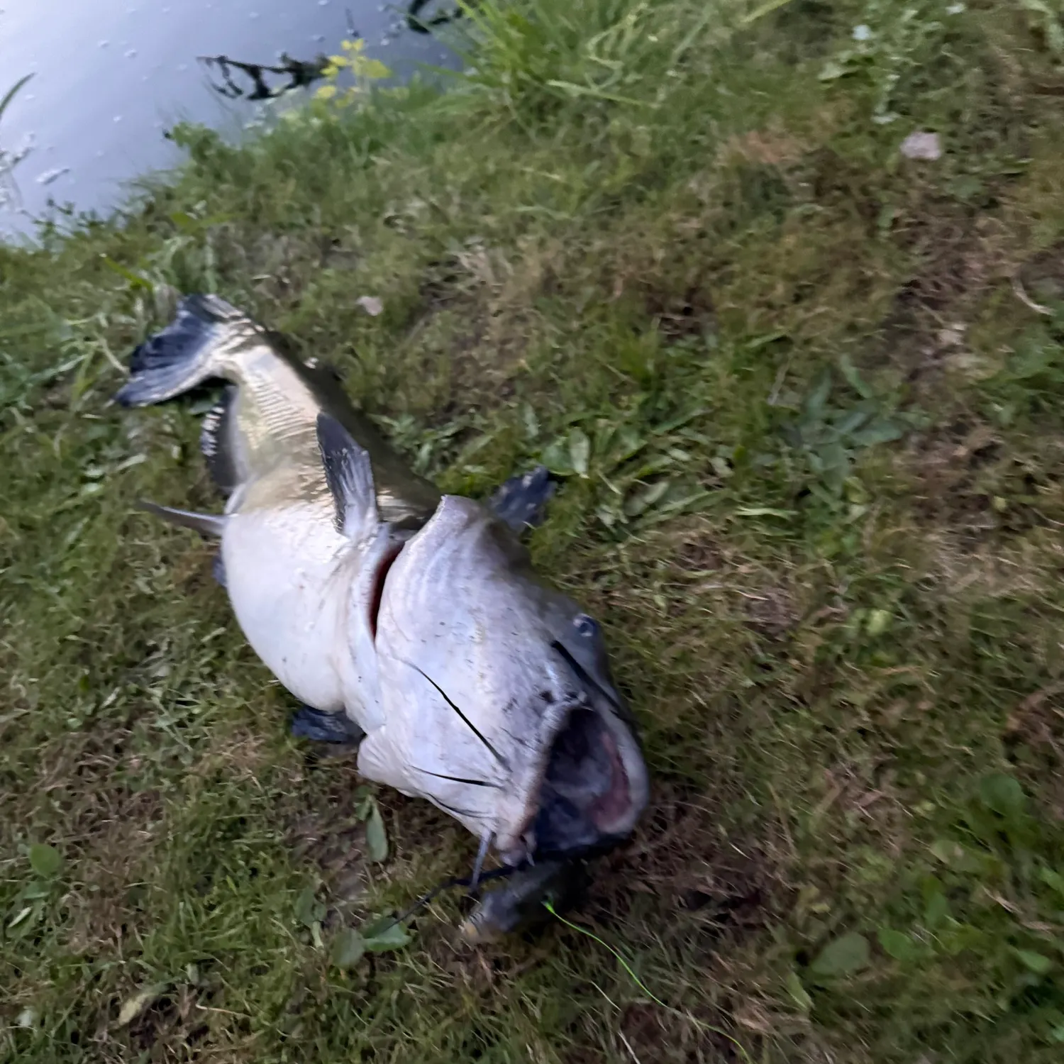 Fish caught on Fishbrain