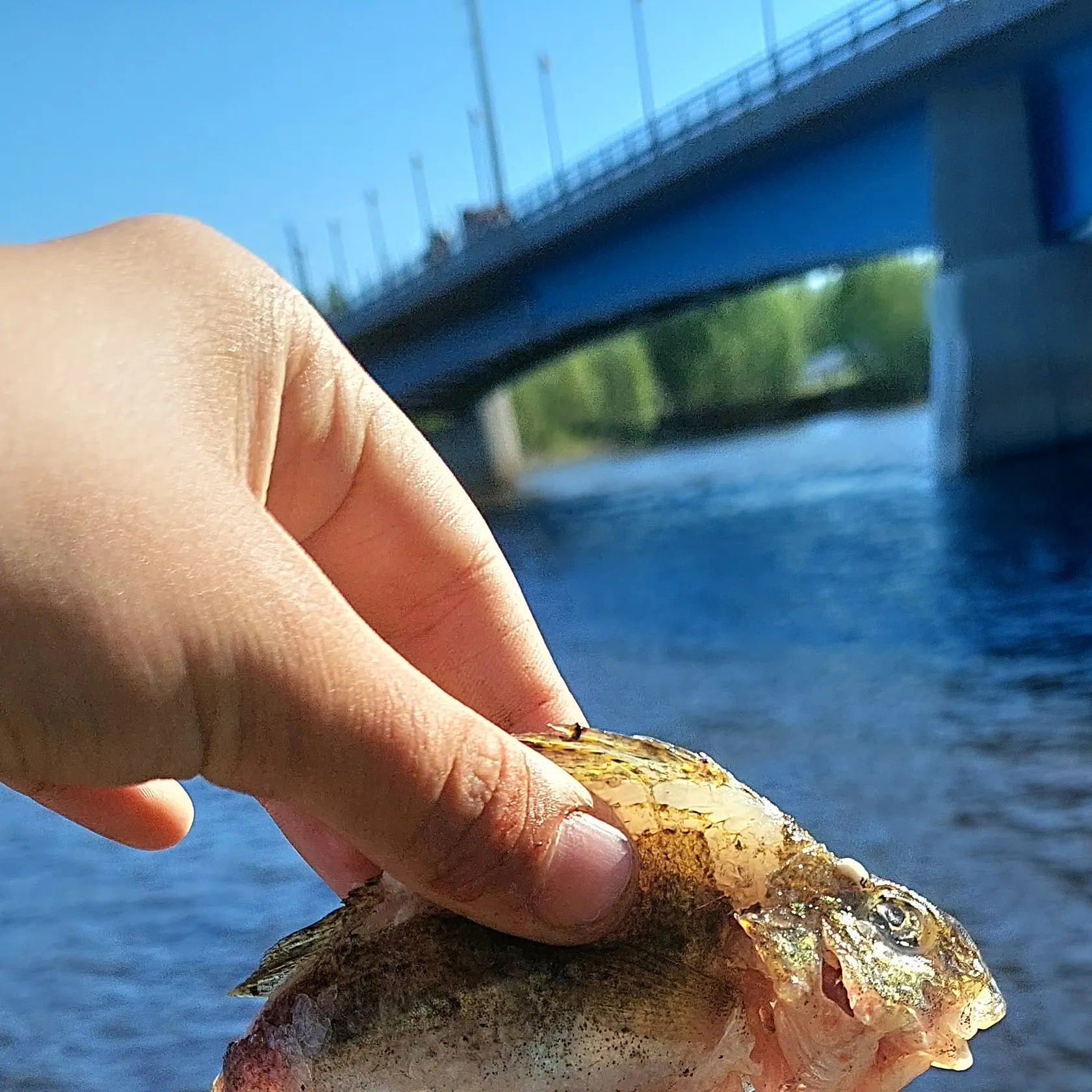 The most recent Eurasian ruffe catches on Fishbrain