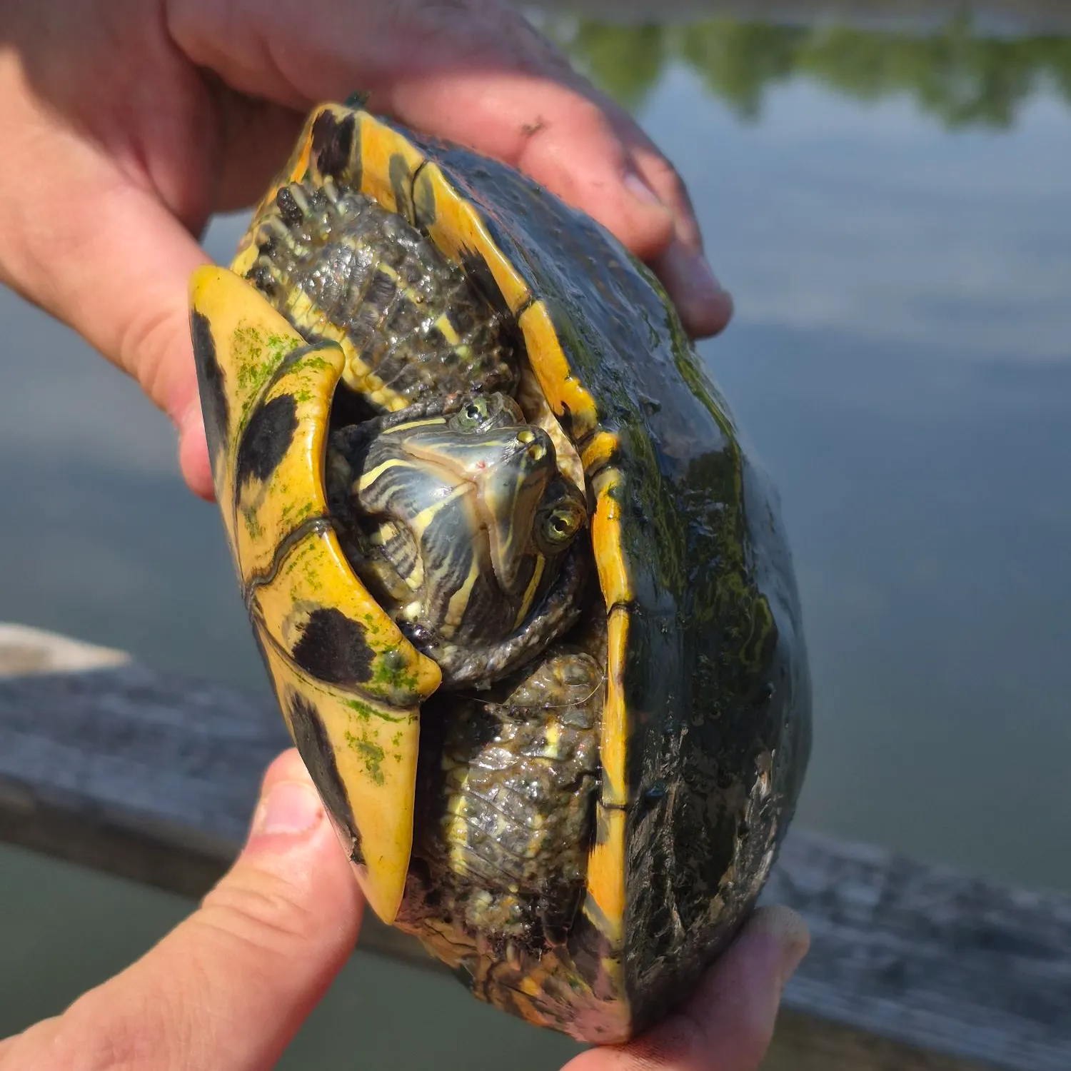 Pond slider turtle caught on Fishbrain