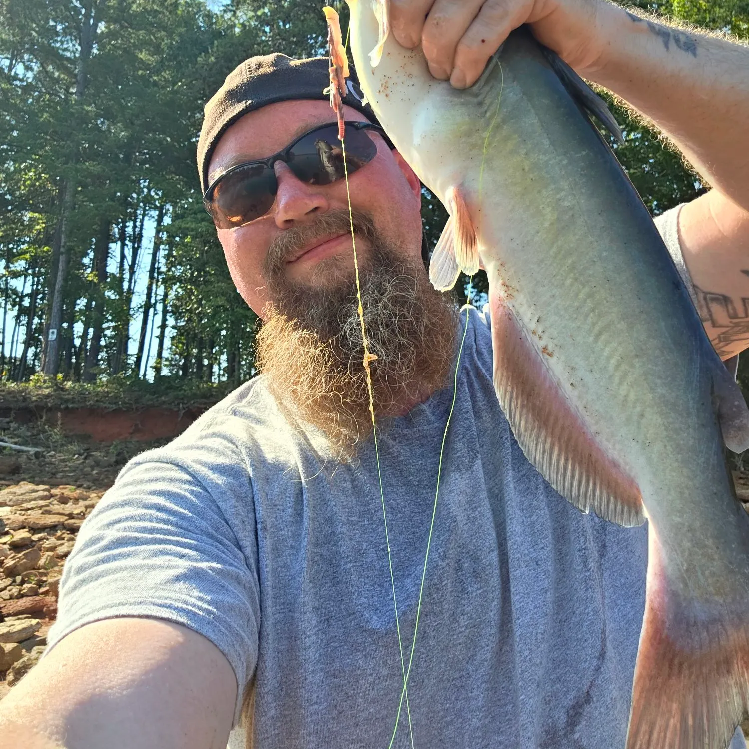 Channel catfish caught on Fishbrain
