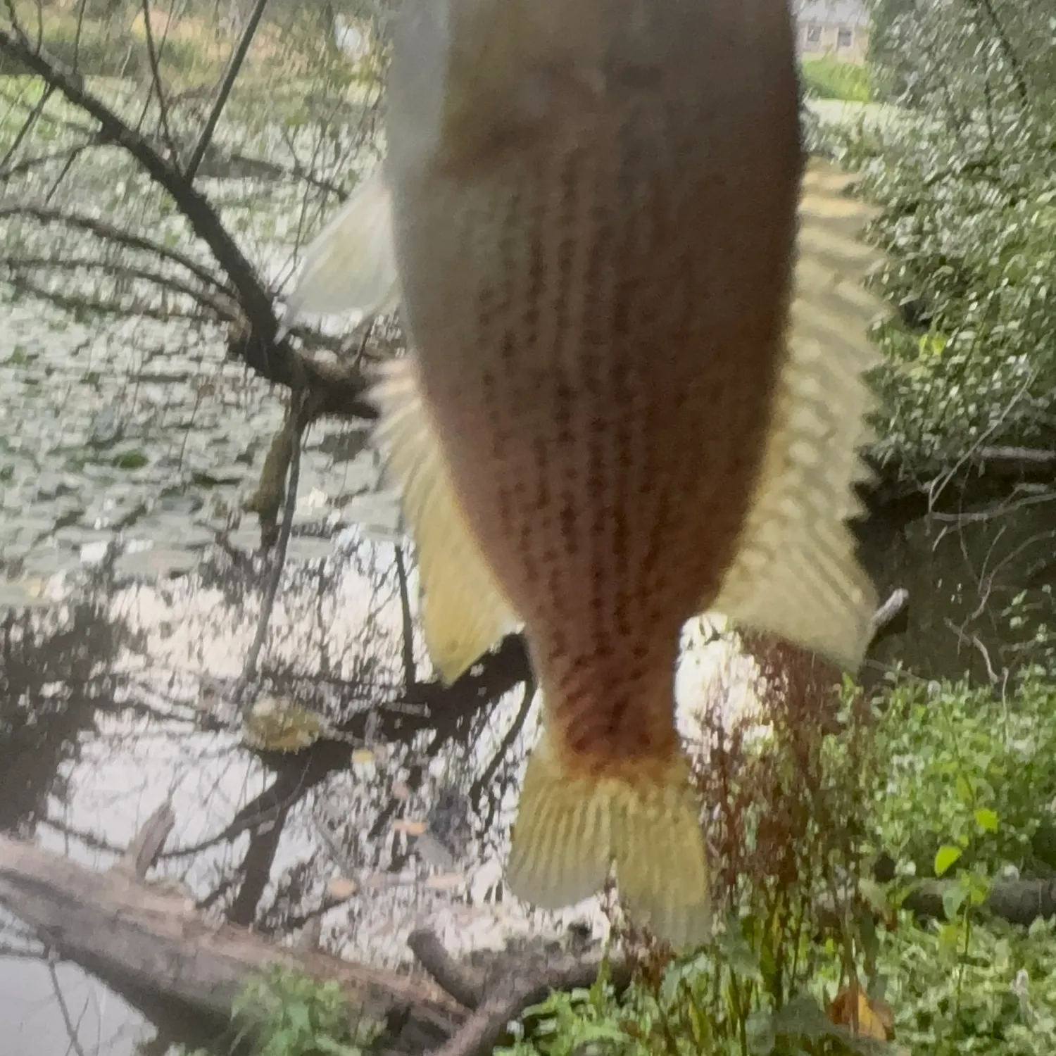 Rock bass caught on Fishbrain