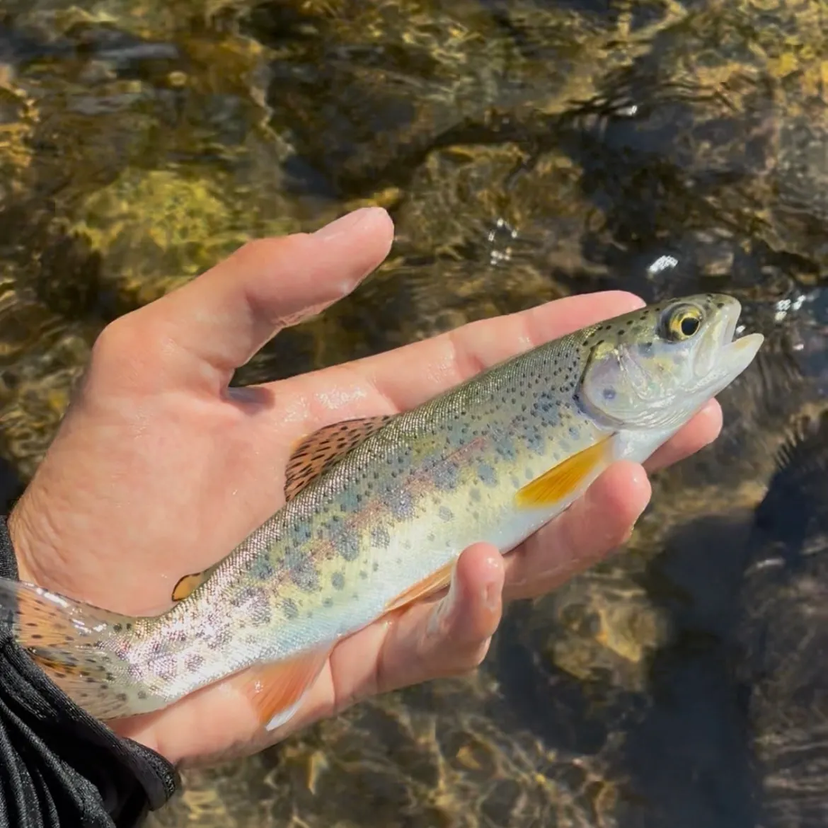 Rainbow trout caught on Fishbrain