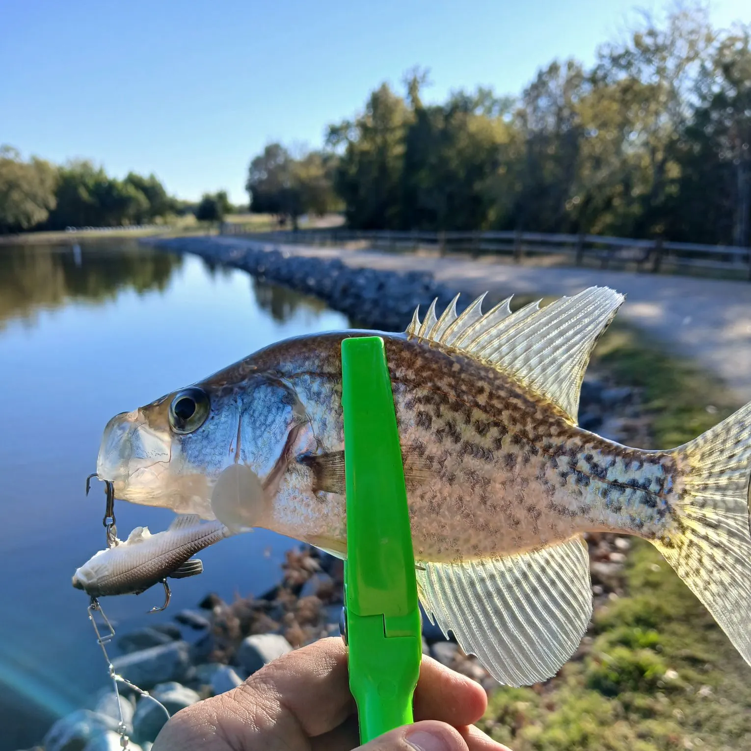 Black crappie caught on Fishbrain