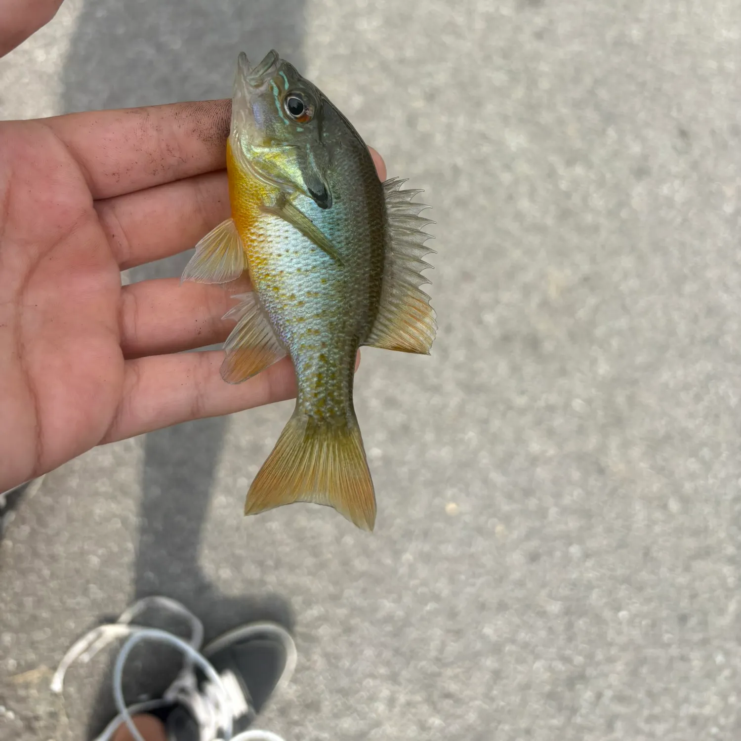 Fish caught on Fishbrain