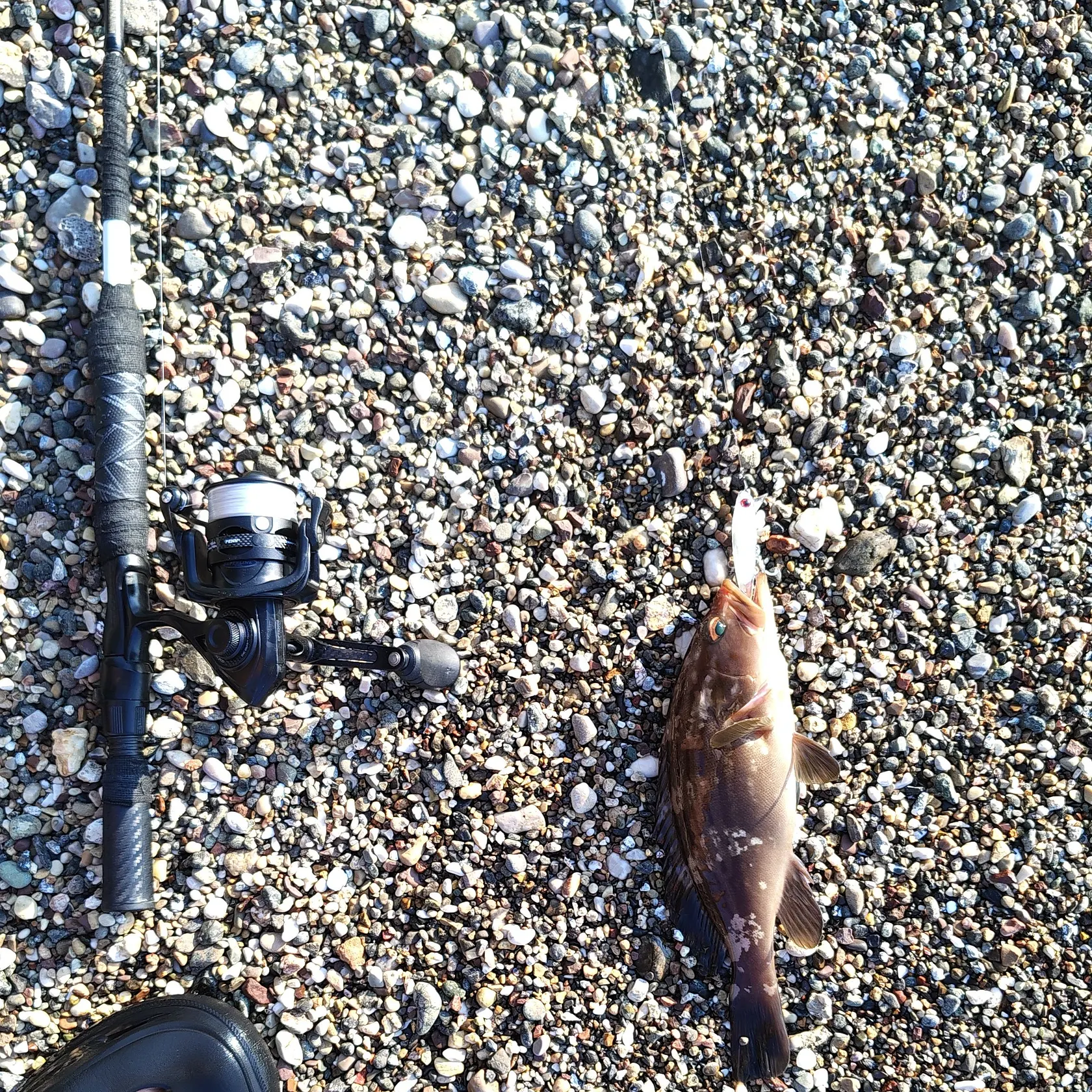 The most recent Malabar grouper catches on Fishbrain