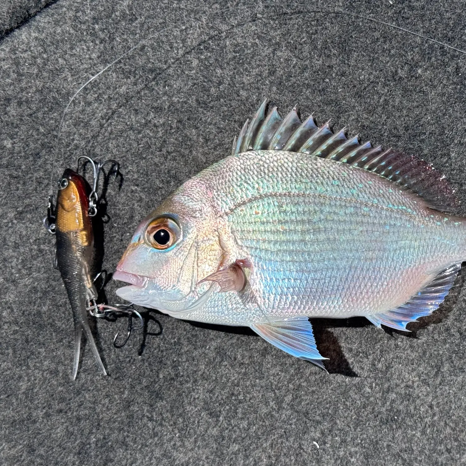 Australasian snapper caught on Fishbrain