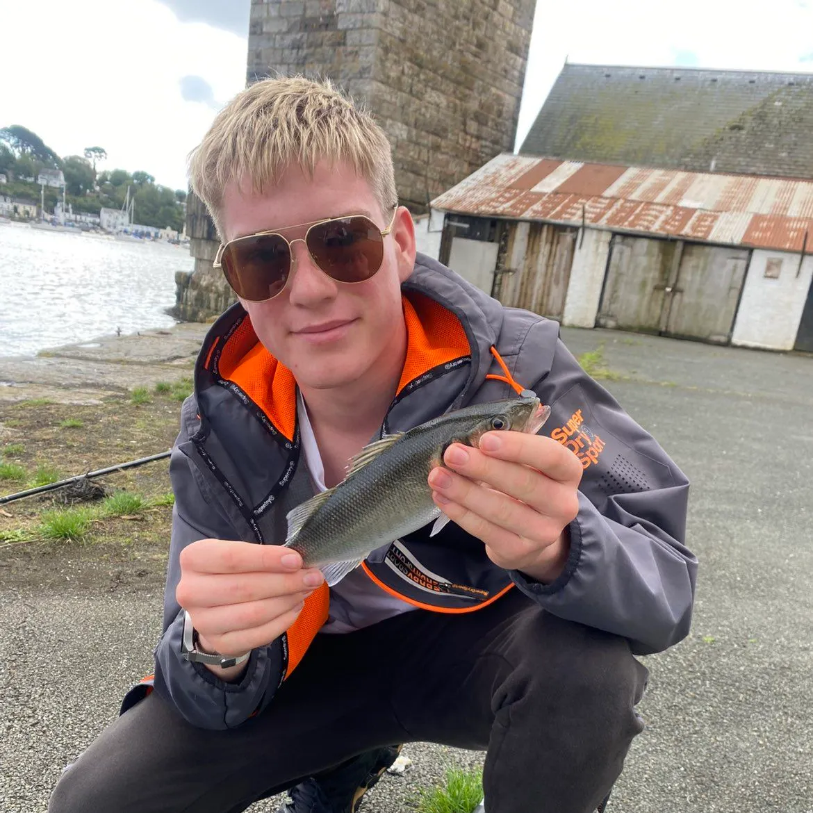 European seabass caught on Fishbrain