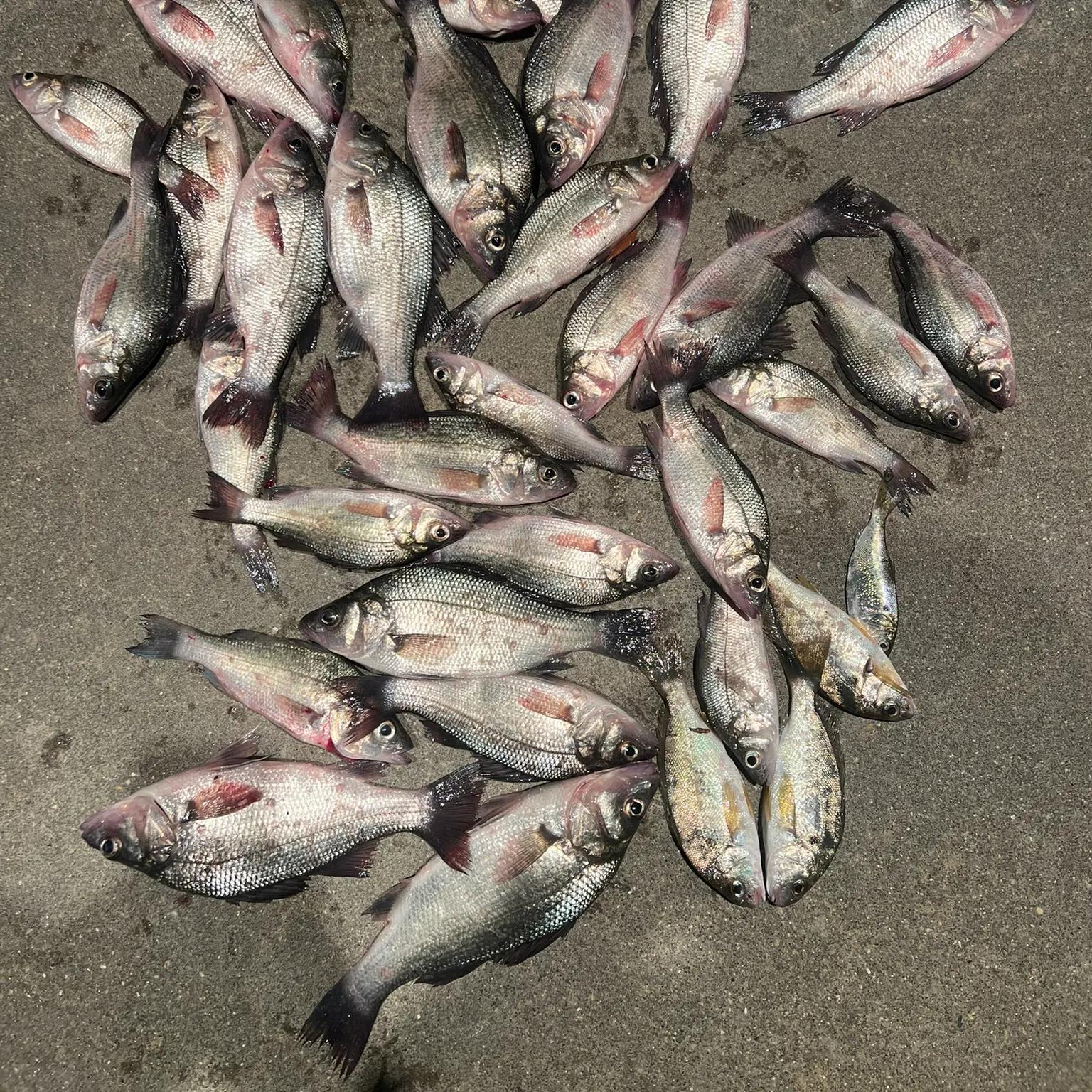 recently logged catches